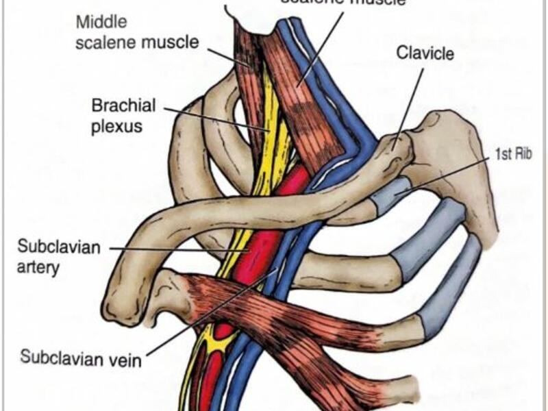 Anatomical diagram of thoracic section
