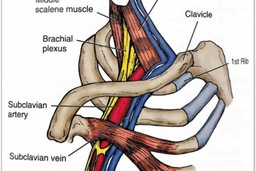 Anatomical diagram of thoracic section