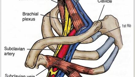 Anatomical diagram of thoracic section